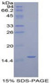 Figure 1. SDS-PAGE