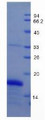 Figure 2. SDS-PAGE