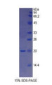 Figure 1. SDS-PAGE