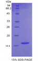 Figure 1. SDS-PAGE