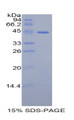 Figure 1. SDS-PAGE