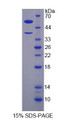 Figure 1. SDS-PAGE