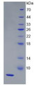 Figure 2. SDS-PAGE