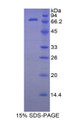 Figure 1. SDS-PAGE