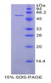 Figure 1. SDS-PAGE