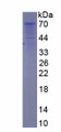 Figure 1. SDS-PAGE