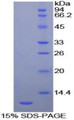 Figure 1. SDS-PAGE