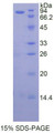 Figure 1. SDS-PAGE