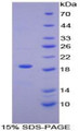 Figure 1. SDS-PAGE