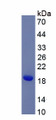 Figure 1. SDS-PAGE