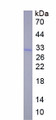 Figure 1. SDS-PAGE