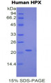 Figure 1. SDS-PAGE