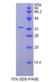 Figure 2. SDS-PAGE