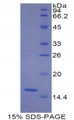 Figure 1. SDS-PAGE