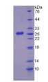 Figure 2. SDS-PAGE