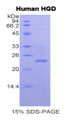 Figure 1. SDS-PAGE