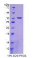 Figure 3. SDS-PAGE