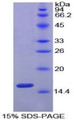 Figure 1. SDS-PAGE