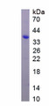 Figure 1. SDS-PAGE