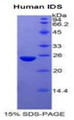 Figure 1. SDS-PAGE