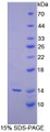 Figure 1. SDS-PAGE