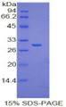 Figure 1. SDS-PAGE