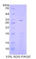 Figure 1. SDS-PAGE