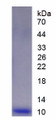 Figure 1. SDS-PAGE