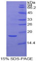 Figure 1. SDS-PAGE