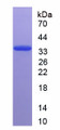 Figure 1. SDS-PAGE