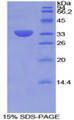 Figure 1. SDS-PAGE