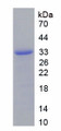 Figure 2. SDS-PAGE