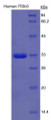 Figure 2. SDS-PAGE