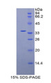 Figure 1. SDS-PAGE