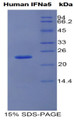 Figure 1. SDS-PAGE