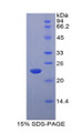 Figure 1. SDS-PAGE