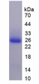 Figure 1. SDS-PAGE