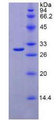 Figure 2. SDS-PAGE