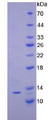 Figure 2. SDS-PAGE