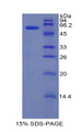 Figure 1. SDS-PAGE