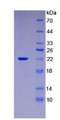 Figure 3. SDS-PAGE