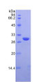 Figure 2. SDS-PAGE