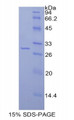 Figure 1. SDS-PAGE