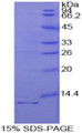 Figure 1. SDS-PAGE