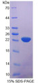 Figure 1. SDS-PAGE