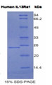 Figure 1. SDS-PAGE