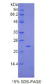 Figure 1. SDS-PAGE