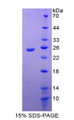 Figure 1. SDS-PAGE