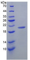 Figure 3. SDS-PAGE