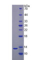 Figure 2. SDS-PAGE